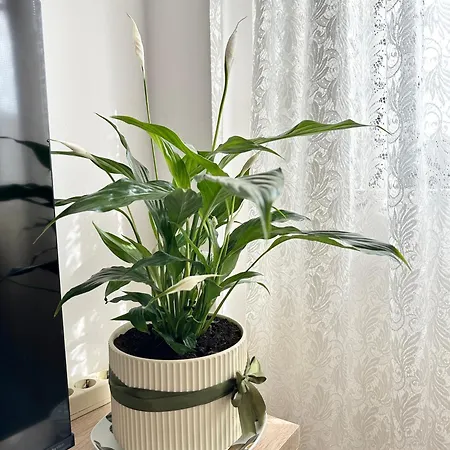 Bana Tirana